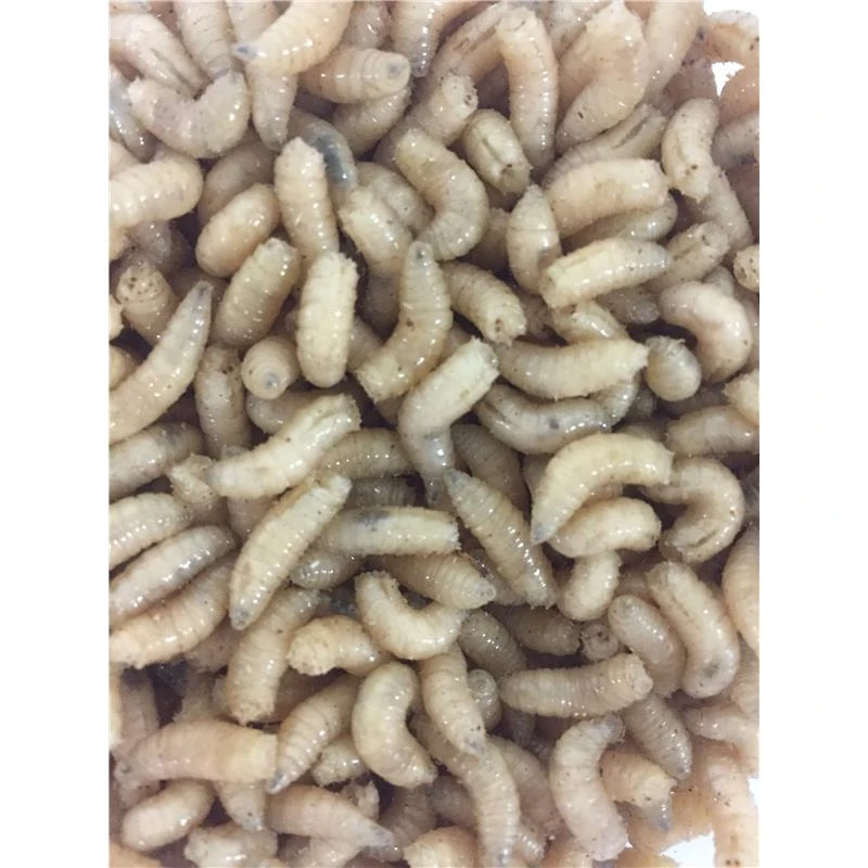 ASTICOTS GOZZERS BLANCS 3 ASTICOTS GOZZERS BLANCS