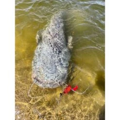 CHATTERBAIT BLACK CAT CAT CHATTER - 45G 8 CHATTERBAIT BLACK CAT CAT CHATTER - 45G -Magasin D'articles De Pêche chatterbait black cat chatter 45g z 2625 262522 3