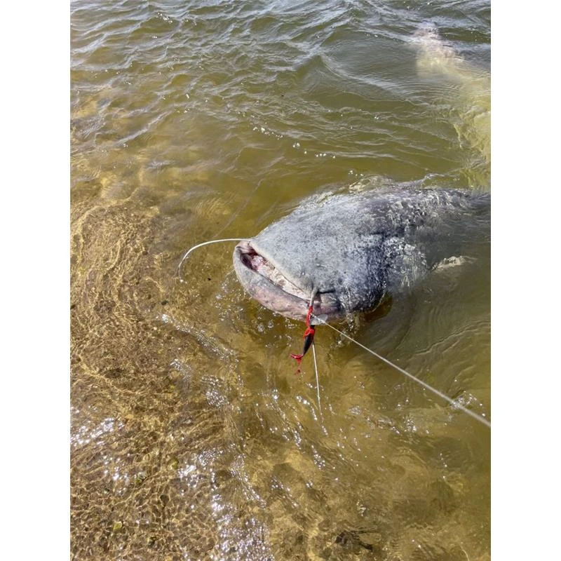 CHATTERBAIT BLACK CAT CAT CHATTER - 45G 6 CHATTERBAIT BLACK CAT CAT CHATTER - 45G – Image 4