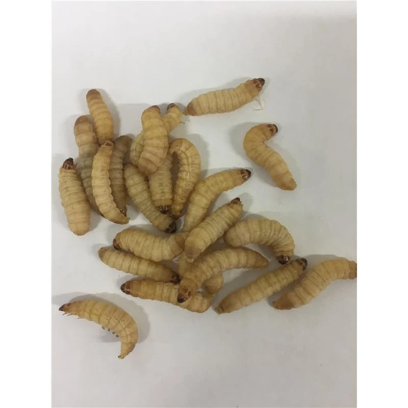 TEIGNES BLANCHES 3 TEIGNES BLANCHES