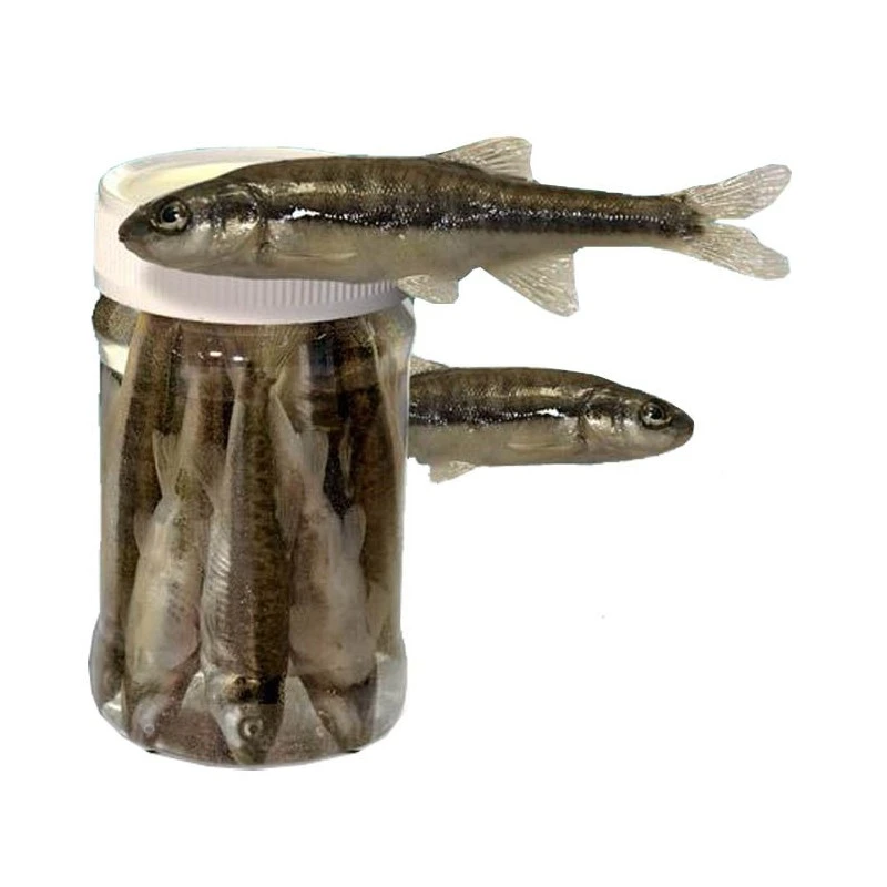 VAIRONS EN CONSERVE ASTUCIT - PAR 10 3 VAIRONS EN CONSERVE ASTUCIT - PAR 10